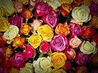 Разновидности българска роза 37