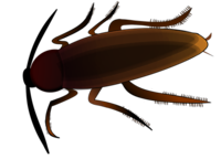 Най-доброто пръскане срещу хлебарки 11