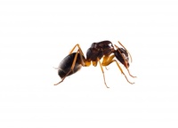 Изключително качествениа борба  против мравки 18