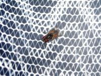 Insektenschutz - 45746 Erfolge