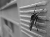 Insektenschutz - 18276 Chancen