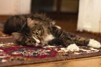Carpet Stain Removal London - 17498 opportunities Carpet Stain Removal London - 33557 opportunities