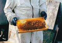 пчеларства - 19888 отстъпки